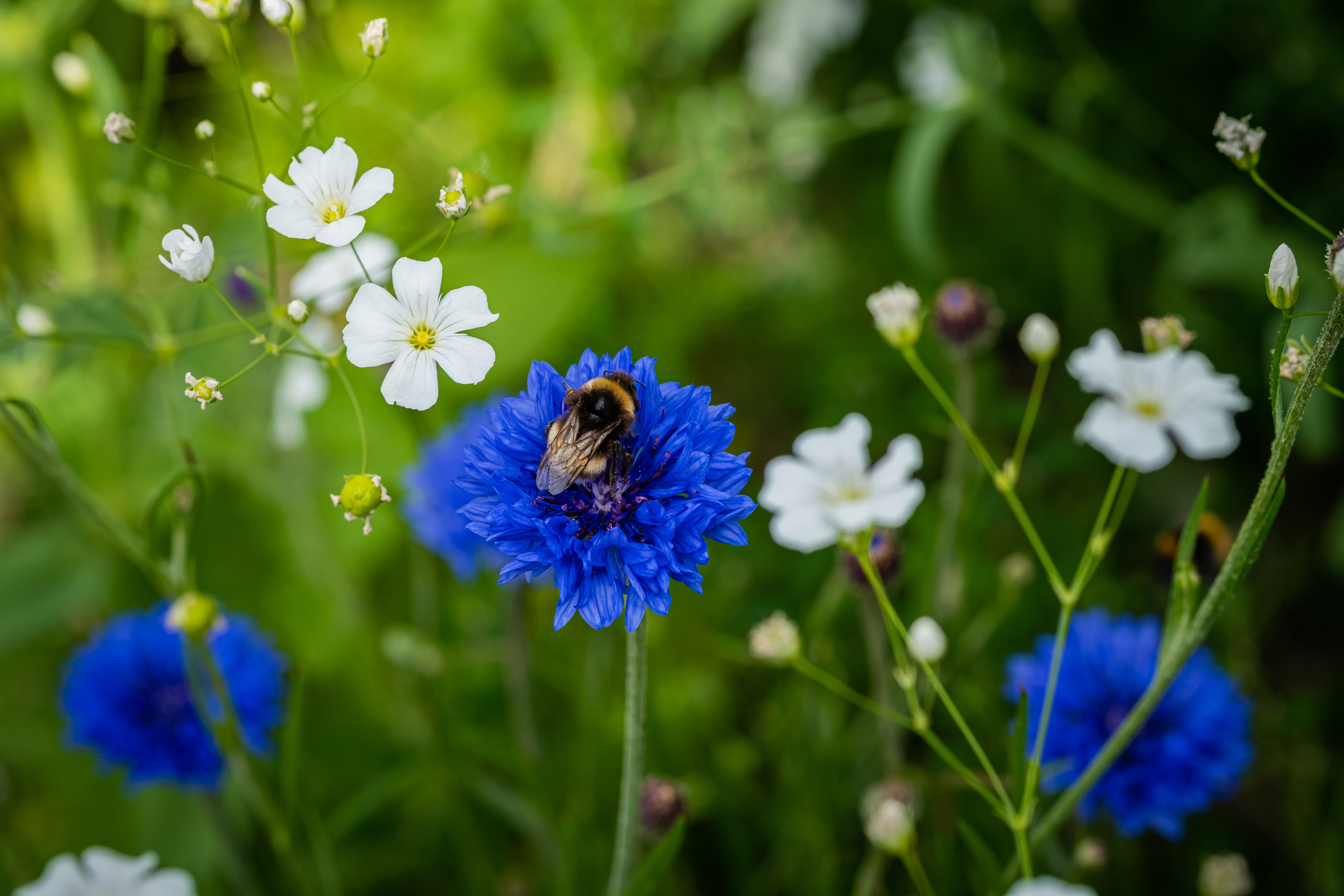 Wildflower Meadow