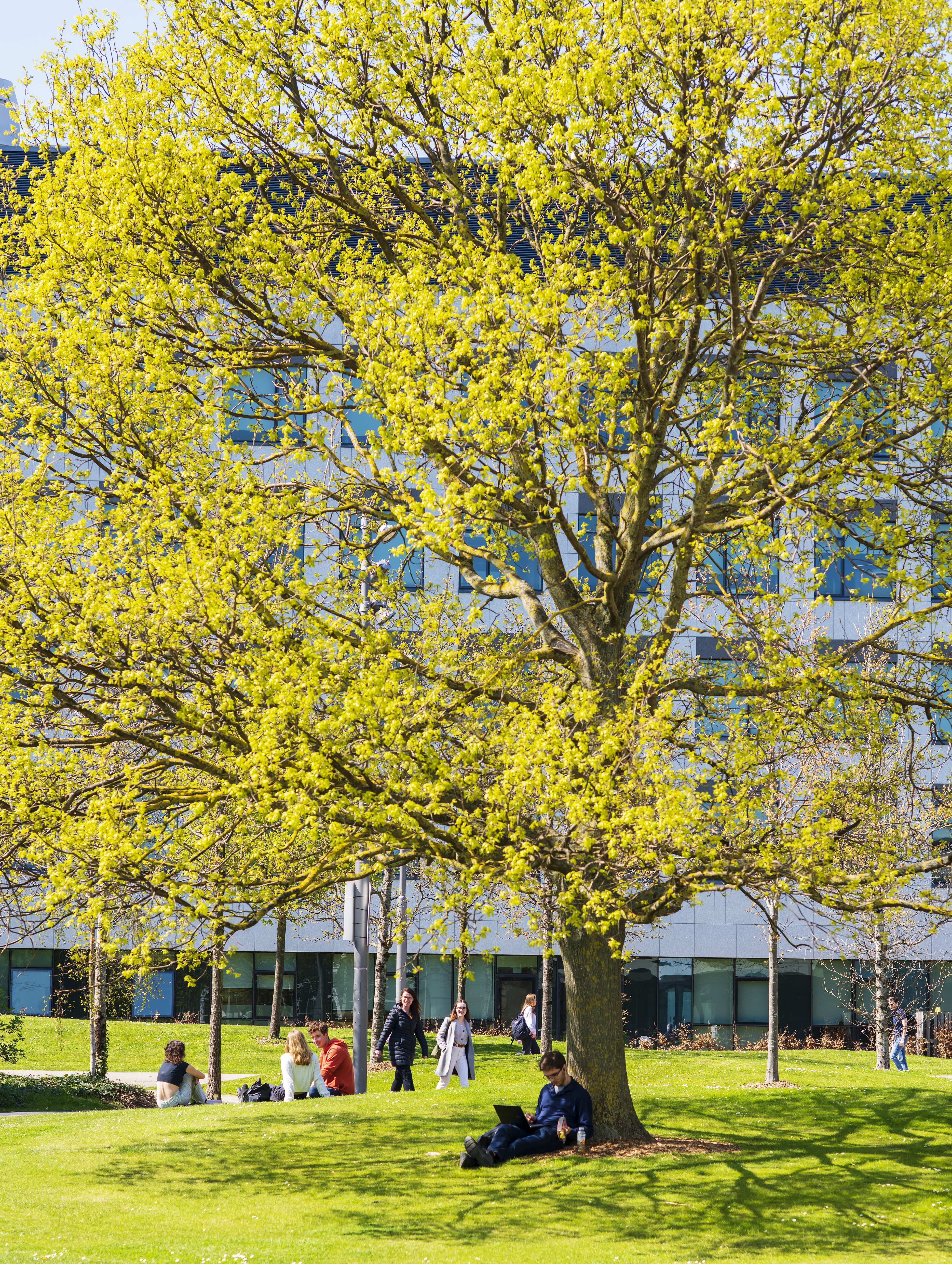 A student sitting under a large, blooming tree