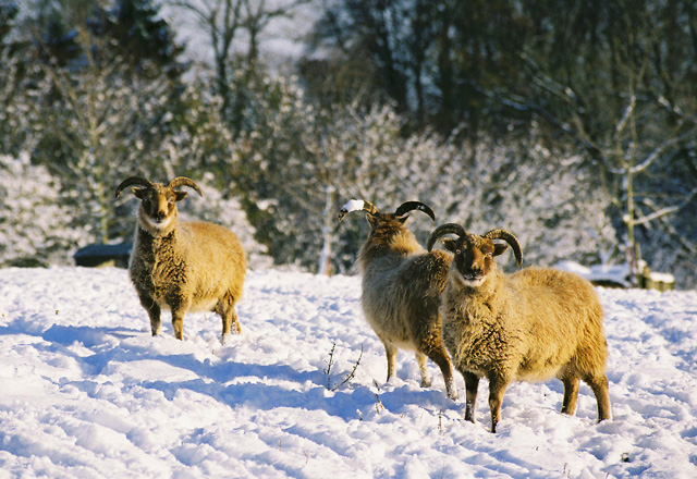 a group of 3 sheep in a snowy field
