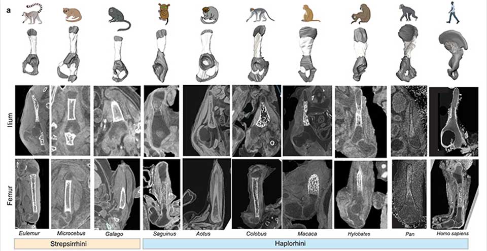 Iliac ossification between primates including humans