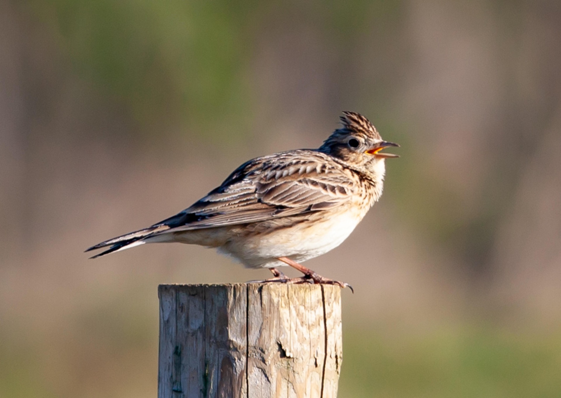 A skylark on a post