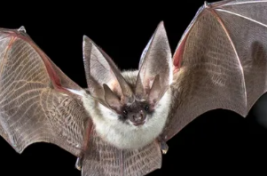 A bat