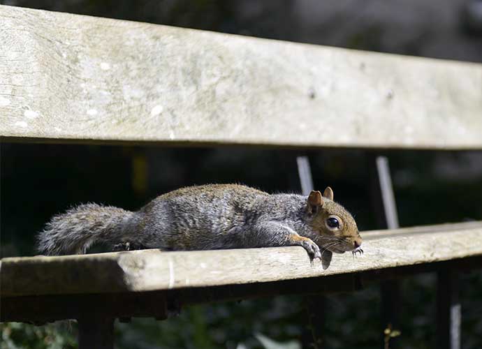 A grey squirrel lies flat on a park bench.