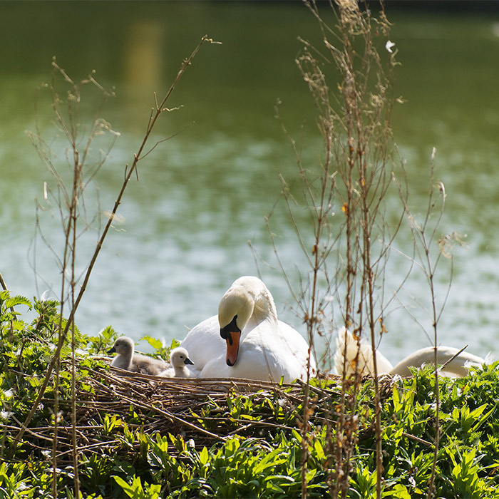 Swans nesting by a lake.