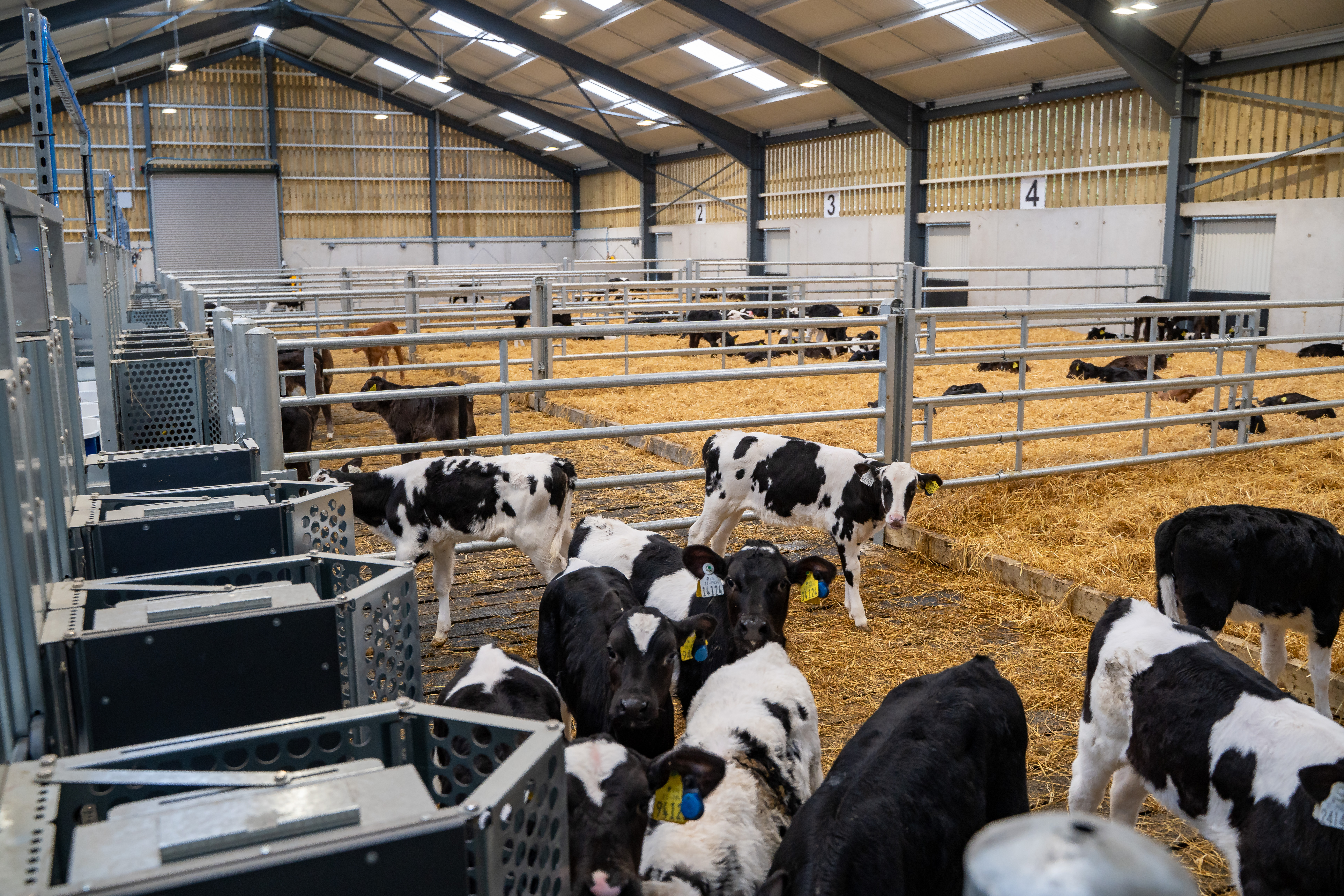 Calf Rearing Facilities