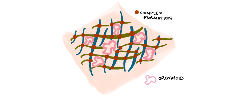 Rationally Designing Organoid-Matrix Feedback