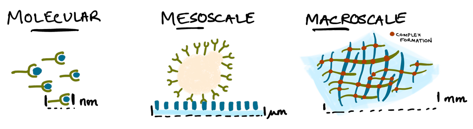 Multi-length scale Interactions