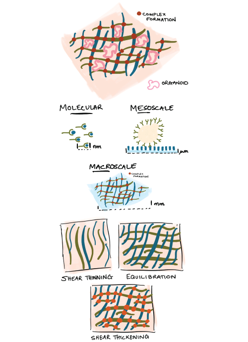 Dynamic Biomaterials Decorative Image