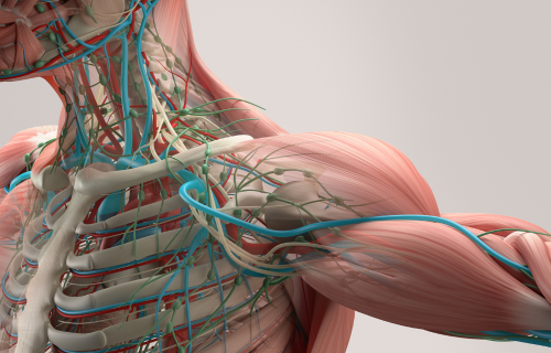 Shoulder and Neck Graphic