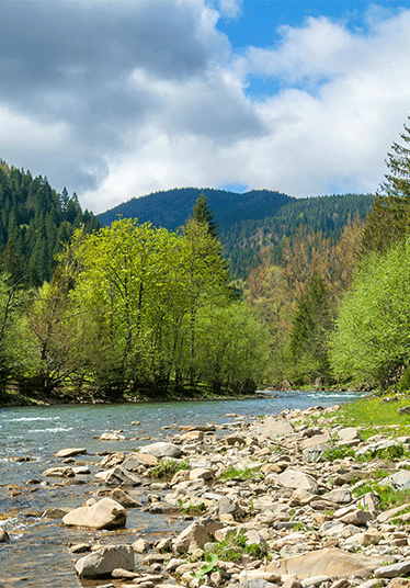 lake surrounded by trees