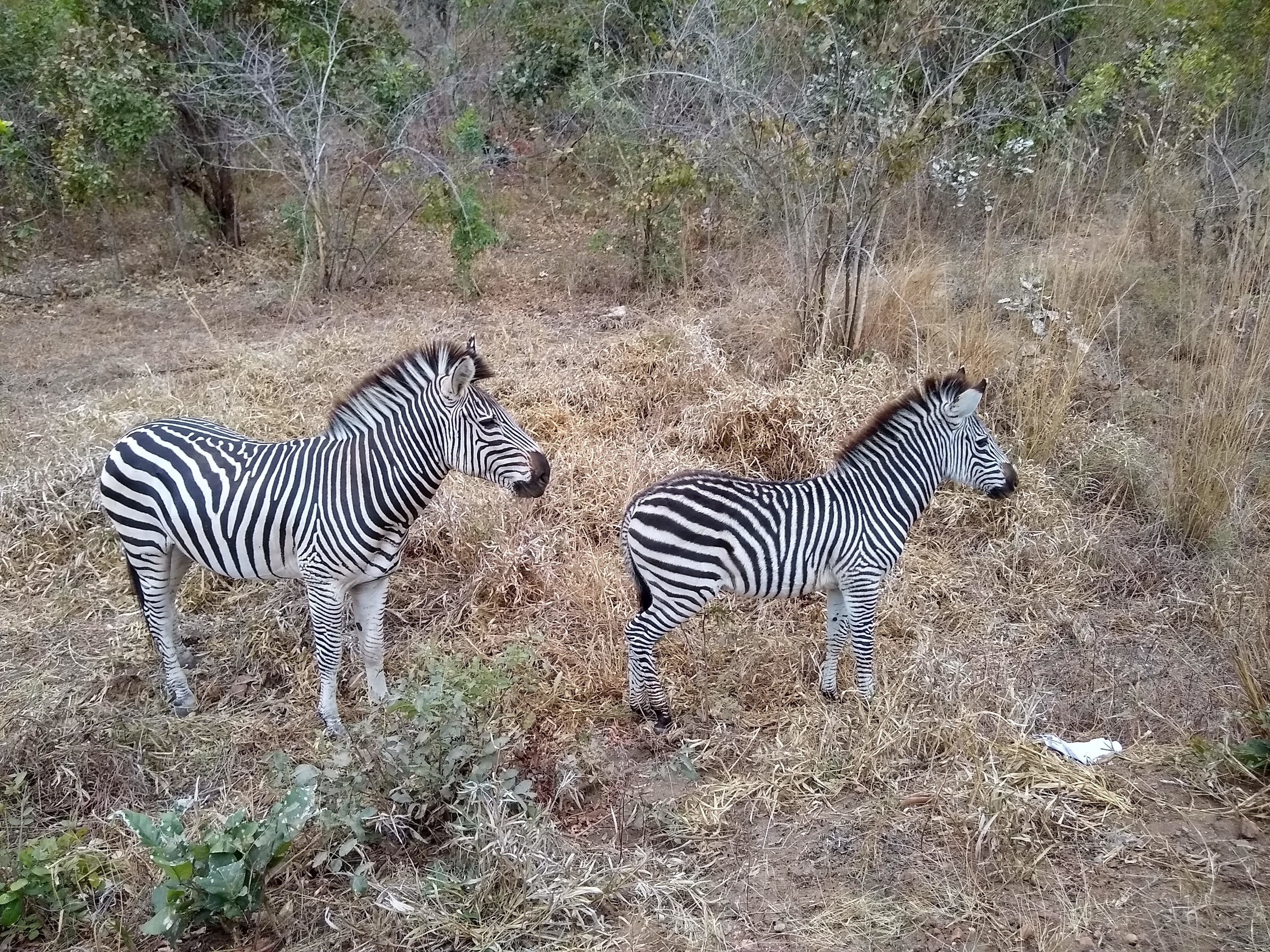 black and white zebra