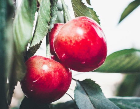 Leading the way in agrifood innovation and research, Ireland can offer the world solutions that tackle the era-defining challenge of a just transition. UCD has developed a comprehensive knowledge base that can inform the food sector from farm-to-fork.