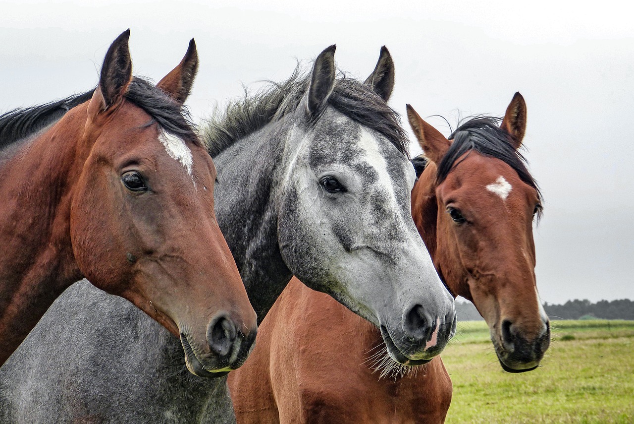 UCD and UK researchers collaborate to investigate Equine Headshaking
