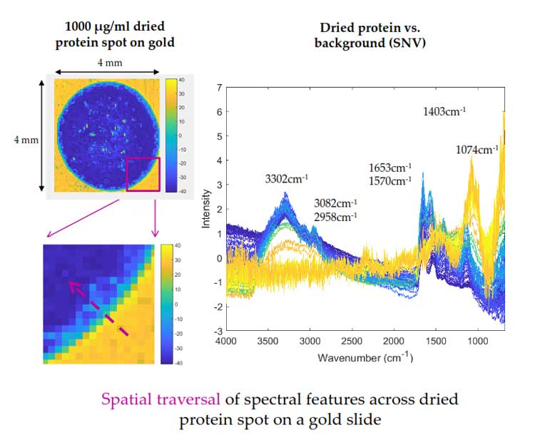 Illustration of Spatial traversal of spectral features across dried protein spot on a gold slide